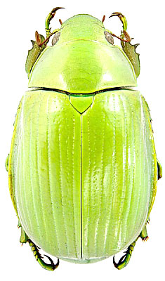 Chrysina_costata