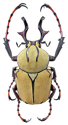 Dicronocephalus wallichi Hope, 1831 (Scarabaeidae) Thailand