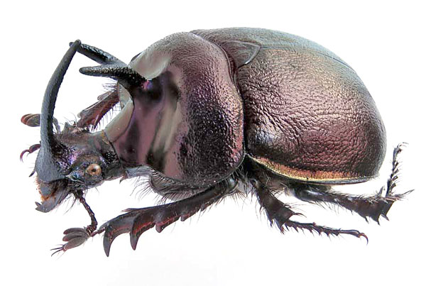 Enoplotrupes_sharpi
