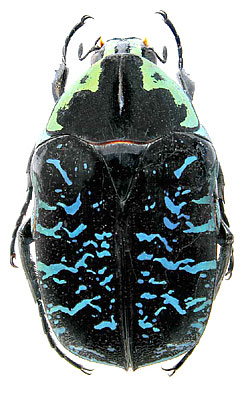 Euchroea coelestis Burmeister, 1842 (Scarabaeidae) Madagascar, Beharasy, V.1998