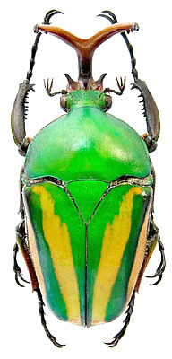 Eudicella gralli Buquet, 1836 (Scarabaeidae) Zair, Kivu Lake
