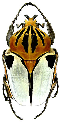 Goliathus cacicus Olivier, 1789 (Scarabaeidae) Ivory Coast, Tsi forest, X.2001