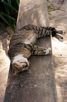 220px-Cat_in_Zanzibar
